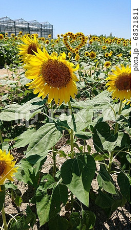 ひまわり 68521811