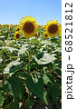ひまわり 68521812