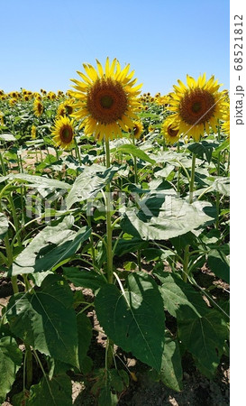ひまわり 68521812