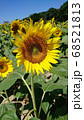 ひまわり 68521813