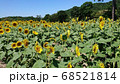 ひまわり 68521814