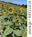 ひまわり 68521816