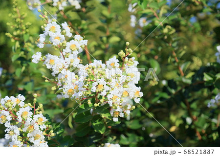サルスベリの花 サルスベリの花 68521887