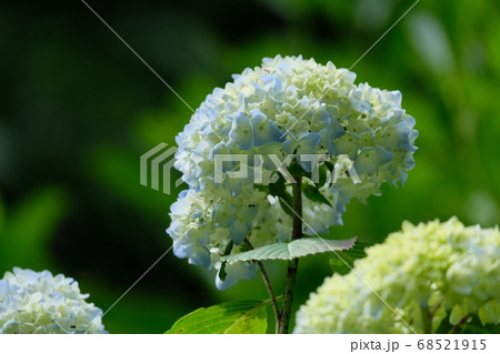 紫陽花のクローズアップ 紫陽花のクローズアップ 68521915
