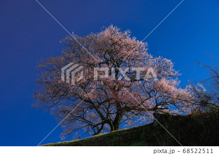 エドヒガン(桜)のある風景 エドヒガン(桜)のある風景 68522511