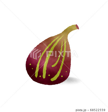 Fig Watercolor Vector 秋の果物 イチジク 水彩 影ありのイラスト素材