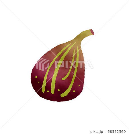 Fig Watercolor Vector 秋の果物 イチジク 水彩のイラスト素材
