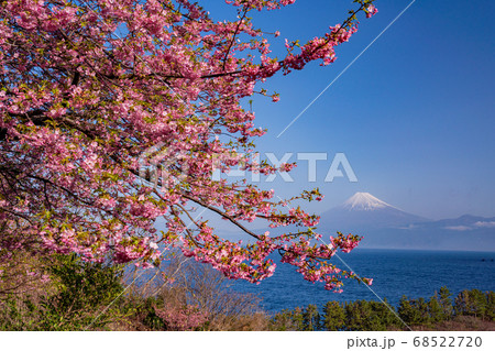 (静岡県)河津桜咲く西伊豆井田から、海越しの冨士山 (静岡県)河津桜咲く西伊豆井田から、海越しの冨士山 68522720