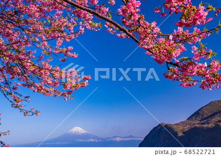 （静岡県）河津桜咲く西伊豆井田から、海越しの冨士山 68522721