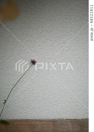 花 自然 非 68522811