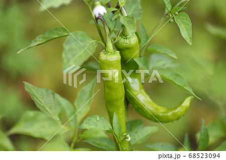 露地栽培の伏見甘長とうがらし 露地栽培の伏見甘長とうがらし 68523094