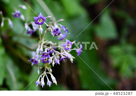 イワタバコの花 イワタバコの花 68523287