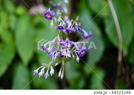 イワタバコの花 イワタバコの花 68523288