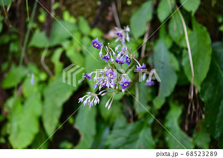 イワタバコの花 イワタバコの花 68523289