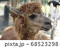 動物 動物学 アルパカ 68523298