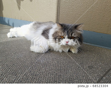 ベランダで寝ころぶ猫 ベランダで寝ころぶ猫 68523304