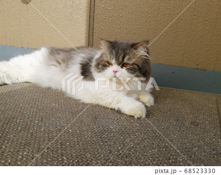 ベランダで寝ころぶ猫 ベランダで寝ころぶ猫 68523330