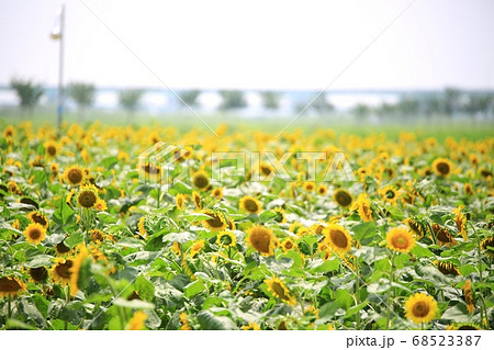 花 花畑 夏 68523387