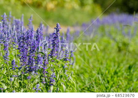 青いサルビアの花　馬見丘陵公園　8月　夏 68523670