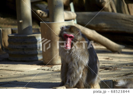 猿 68523844