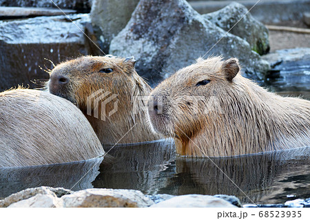 水に浸かるカピバラ 68523935