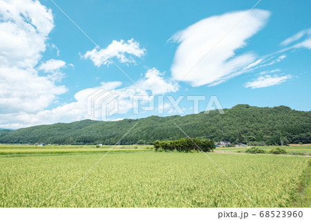夏の田園風景(8月) 夏の田園風景(8月) 68523960