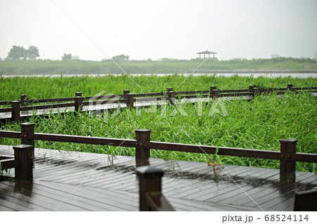 風景 葦原 遊歩道 68524114