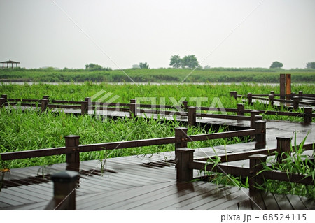 木製 葦原 順天湾湿地 68524115