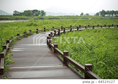 木製 葦原 順天湾湿地 68524127