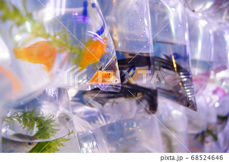 ホンコン 香港 魚 68524646