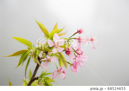 桜 さくら サクラ 68524655