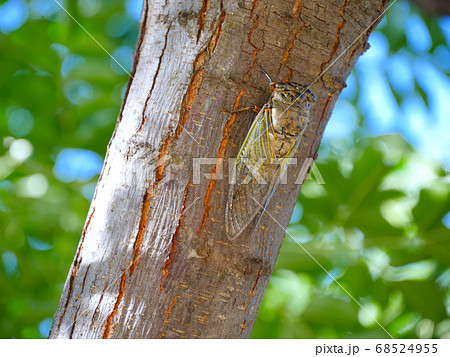 クマゼミ 68524955