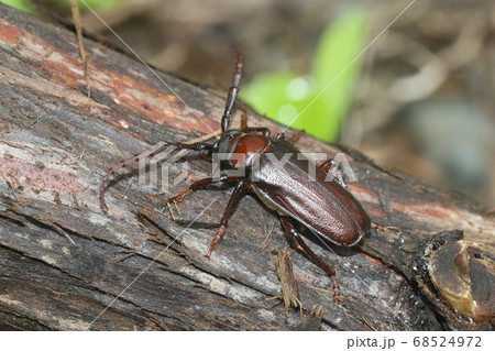 ノコギリカミキリ ノコギリカミキリ 68524972