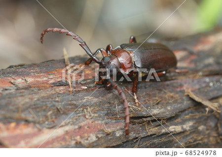 ノコギリカミキリ ノコギリカミキリ 68524978