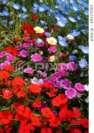 春の花畑 春の花畑 68525065