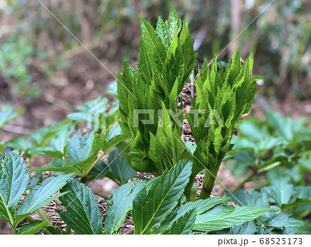 初春の芽吹くアシタバ(明日葉)の葉っぱ 初春の芽吹くアシタバ(明日葉)の葉っぱ 68525173