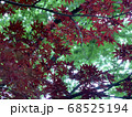 新緑の頃から赤く色ついている野村紅葉 68525194