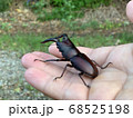 オスのノコギリクワガタを捕まえた！ 68525198