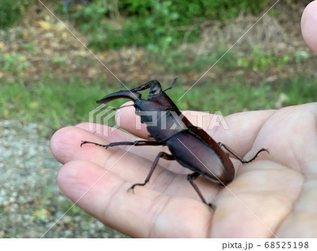 オスのノコギリクワガタを捕まえた！ 68525198