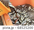 漁港で水揚げされる鮮度抜群のアジ！ 68525200