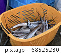 朝の魚市場に水揚げされた太刀魚 68525230