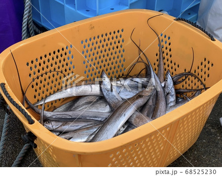 朝の魚市場に水揚げされた太刀魚 68525230