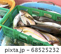 市場に水揚げされたばかりのカンパチ 68525232