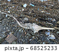 海岸に漂着した魚の死骸 68525233