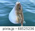 沖釣りの外道でやっかいなフグ 68525236