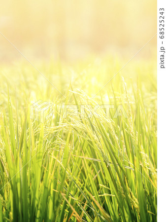 Beautiful golden light cover rice field. Blurred 68525243