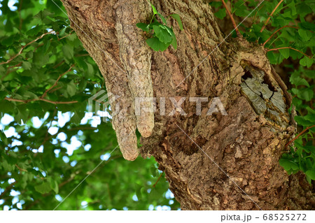 銀杏の乳根 68525272