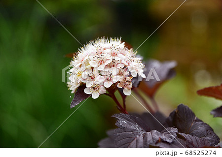 アメリカテマリシモツケのフワフワの花 68525274
