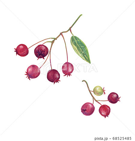 ジューンベリーのイラスト素材