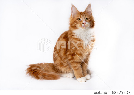 メインクーン　猫 68525533